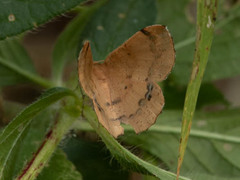 Petrodava leucicolor