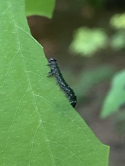 Nematus abbotii