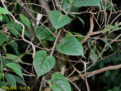 Cissus pteroclada