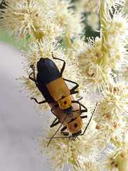 Chauliognathus heros