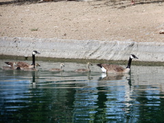 Branta canadensis