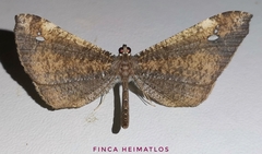 Macrosoma muscerdata