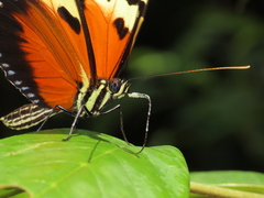 Heliconius hecale melicerta