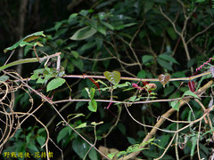 Cissus pteroclada