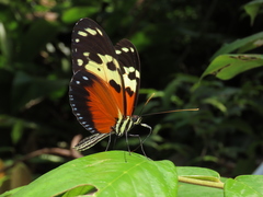 Heliconius hecale melicerta