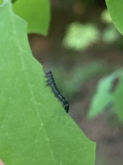 Nematus abbotii