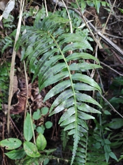 Plagiogyria japonica