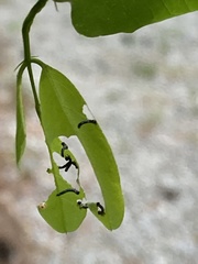 Nematus abbotii