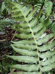 Plagiogyria japonica