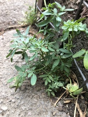 Magnoliopsida