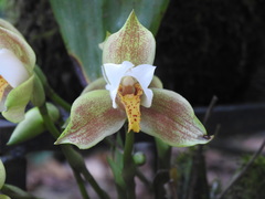 Lycaste deppei