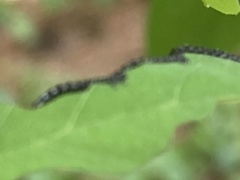 Nematus abbotii