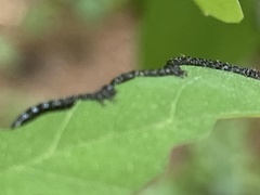Nematus abbotii