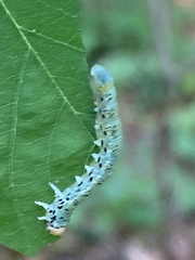 Nematus abbotii