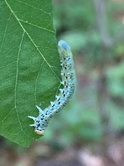 Nematus abbotii