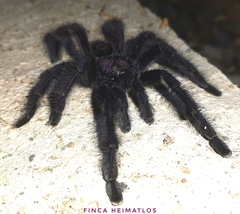 Avicularia purpurea