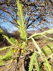 Senegalia berlandieri