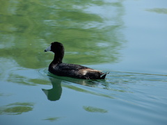 Fulica americana