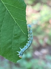 Nematus abbotii
