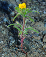 Harmonia guggolziorum