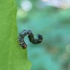 Nematus abbotii