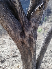 Senegalia berlandieri