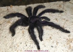 Avicularia purpurea