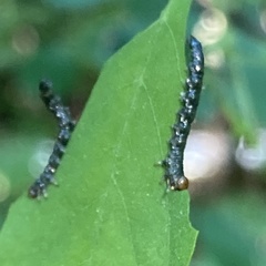 Nematus abbotii