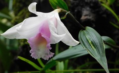Sobralia decora