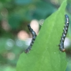 Nematus abbotii