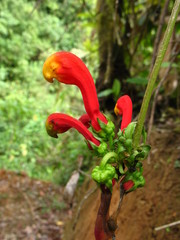 Centropogon granulosus