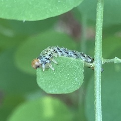 Nematus abbotii