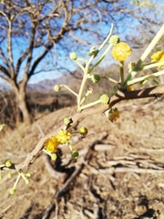 Senegalia berlandieri