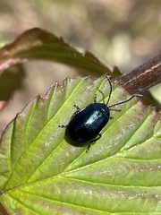 Agelastica coerulea