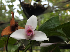 Lycaste virginalis