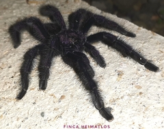 Avicularia purpurea