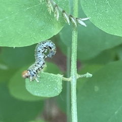 Nematus abbotii