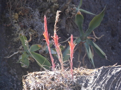 Pitcairnia karwinskyana