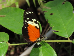 Heliconius hecale melicerta