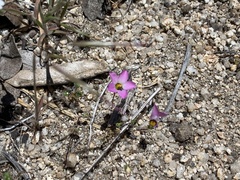 Linanthus bellus