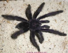 Avicularia purpurea