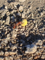 Oncosiphon pilulifer