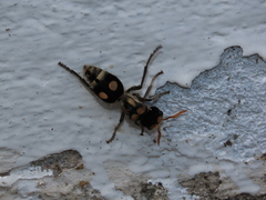 Hoplomutilla insignis