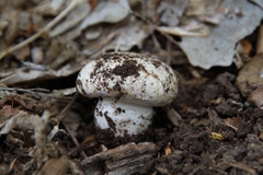 Lactarius zonarius riparius