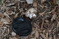 Lactarius zonarius riparius