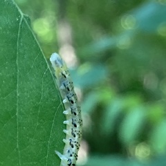 Nematus abbotii