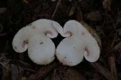 Lactarius zonarius riparius