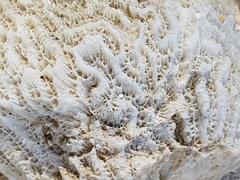 Leptoria phrygia