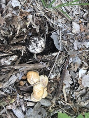 Lactarius zonarius riparius