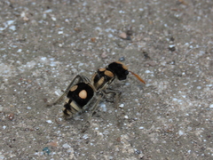 Hoplomutilla insignis